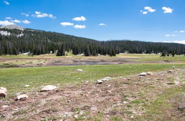 Medicine Bow Ulusal Ormanı, Wyoming, Usa. Önde yeşil çimen, arkada karlı dağ