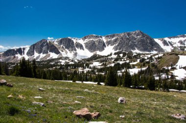 Medicine Bow Ulusal Ormanı, Wyoming, Usa. Önde yeşil çimen, arkada karlı dağ