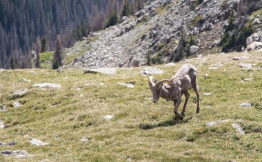 Rocky Mountain Ulusal Parkı 'ndaki dağ keçisi ya da dağ keçisi