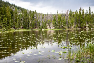 Nymph Gölü Rocky Dağı Ulusal Parkı Colorado. Göl, orman ve dağ manzarası.