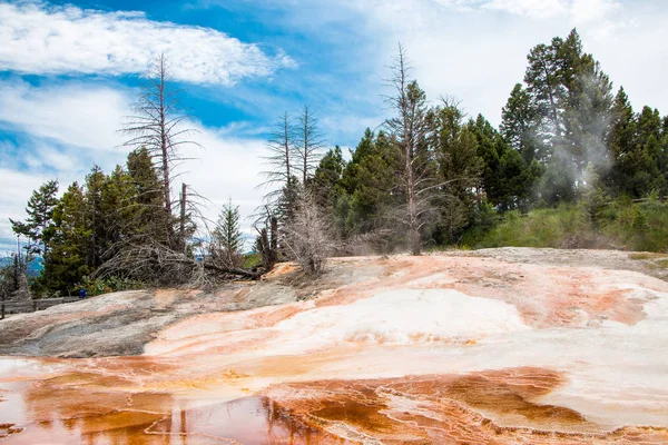 Mammoth Hot Spring Landscape Dead Trees Yellowstone National Park — 스톡 사진