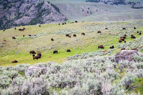 Wisentherde Lamar Valley Yellowstone Nationalpark — Stockfoto