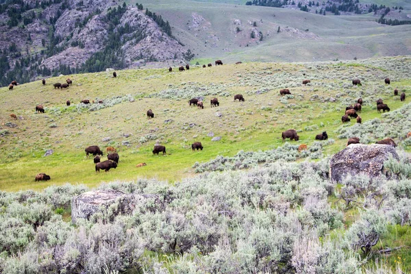 Manada Bisontes Valle Lamar Parque Nacional Yellowstone —  Fotos de Stock