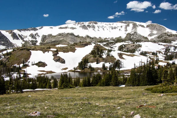 Medicin Bow National Forest Wyoming Usa Grönt Gräs Framför Och — Stockfoto