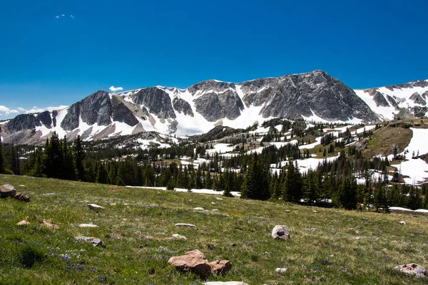 Medicine Bow National Forest Wyoming Usa Erba Verde Fronte Montagna — Foto Stock