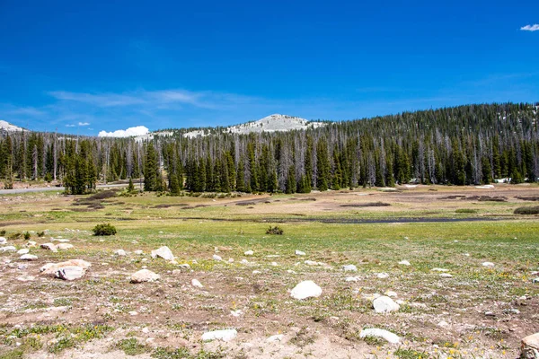 Medicin Bow National Forest Wyoming Usa Grönt Gräs Framför Och — Stockfoto