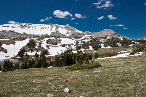 Medicin Bow National Forest Wyoming Usa Grönt Gräs Framför Och — Stockfoto