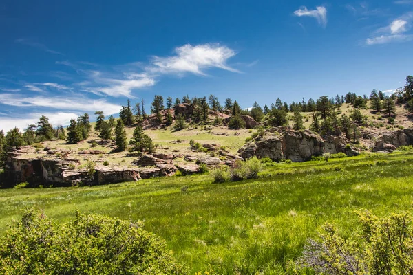 Grön Kulle Med Tallar Naturlandskap Colorado Usa — Stockfoto