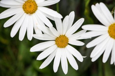 Güzel, küçük yabani çiçekler. Beyaz papatya, papatya çiçeği. Mavi arkaplan