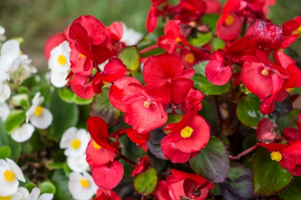 Belles Fleurs Rouges Blanches — Photo