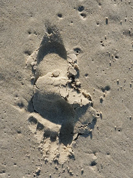 Huella única en la playa — Foto de Stock