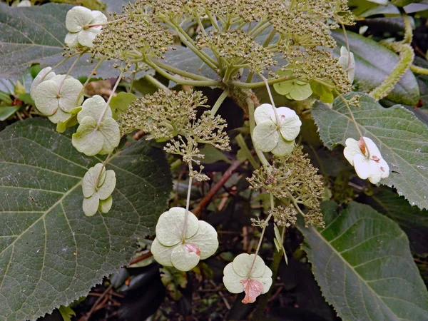 Yeşil yapraklara ve tümseklere karşı beyaz çiçeklerin yakın çekimleri