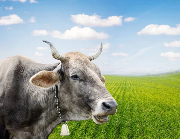 Kuh vor Feldhintergrund — Stockfoto