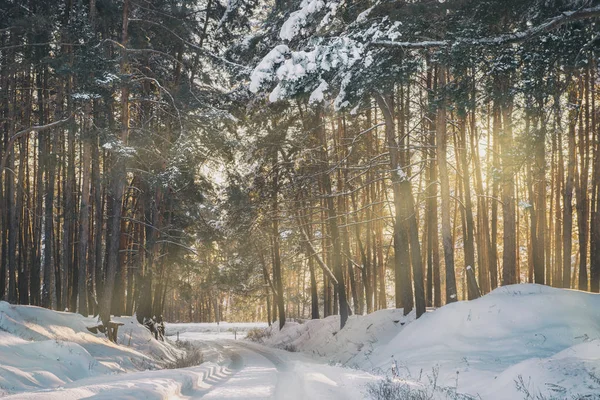 Frumoasă pădure de iarnă — Fotografie, imagine de stoc