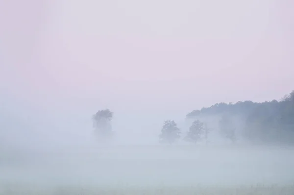 Morgendämmerung, Bäume, Nebel — Stockfoto