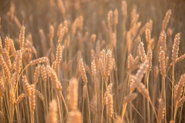 Wheat Field - background. — Stock Photo, Image