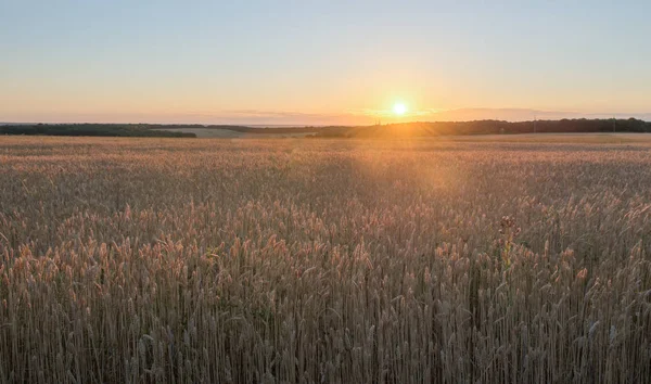 Wheat field and sky — Stock Photo, Image