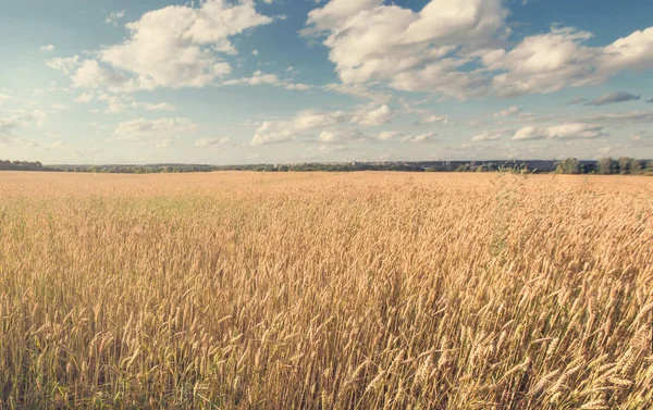 Campo de trigo y cielo — Foto de Stock