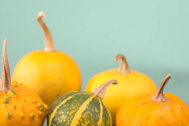 Mavi arka plan üzerinde kabaklar