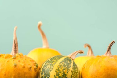 Mavi bir arka plan üzerinde kabaklar