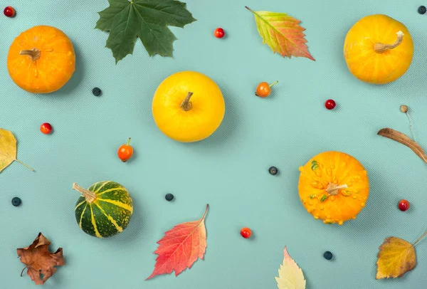 kabaklar ve mavi yapraklarda 