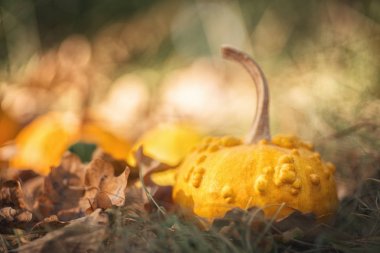 yaprakları turuncu kabak