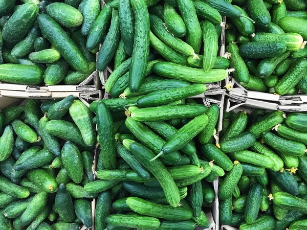 Frische reife Gurken — Stockfoto