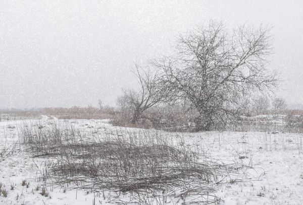 Typický Zimní Krajina Krása Přírody — Stock fotografie