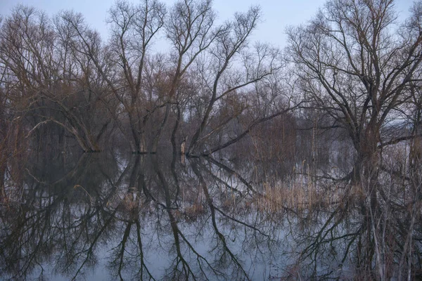Reflexion Der Bäume Fluss Natur — Stockfoto