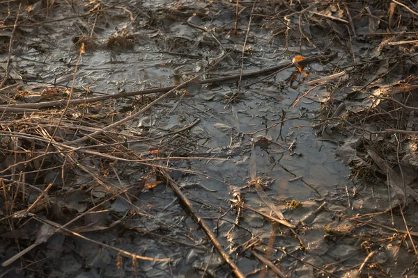 Pfütze Schlamm Blätter Nahaufnahme — Stockfoto