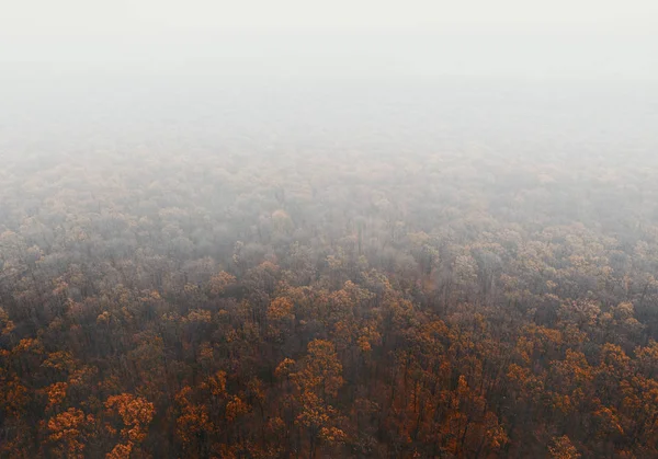 Autumn forest in the fog - top view — Stock Photo, Image