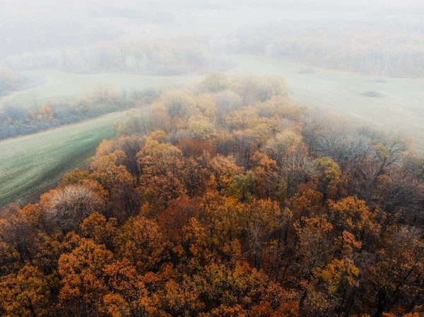 Pădure frumoasă de toamnă și ceață - vedere la ochi de pasăre — Fotografie, imagine de stoc