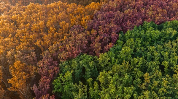 Barevný listnatý les - pohled shora — Stock fotografie