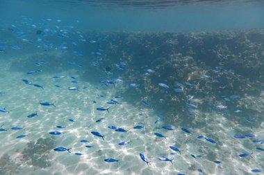 Red Sea sualtı dünyası