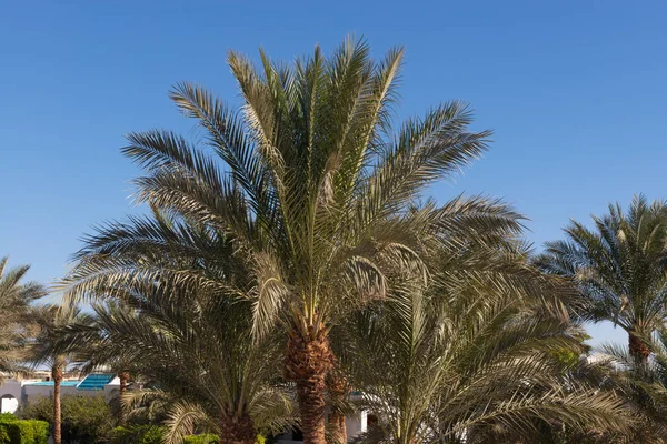 蓝天背景下的棕榈树特写 — 图库照片