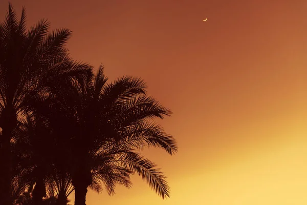 Sylwetki Palm Tle Nocnego Nieba — Zdjęcie stockowe