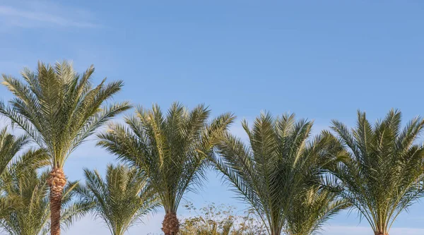 Palmbomen Tegen Een Zonnige Dag Hemel — Stockfoto