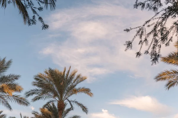 Prachtige Palmbomen Takken Tegen Lucht — Stockfoto