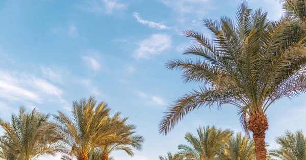 Prachtige Palmbomen Tegen Lucht Met Wolken — Stockfoto
