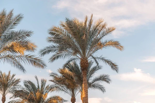 Palmtakken Tegen Lucht — Stockfoto