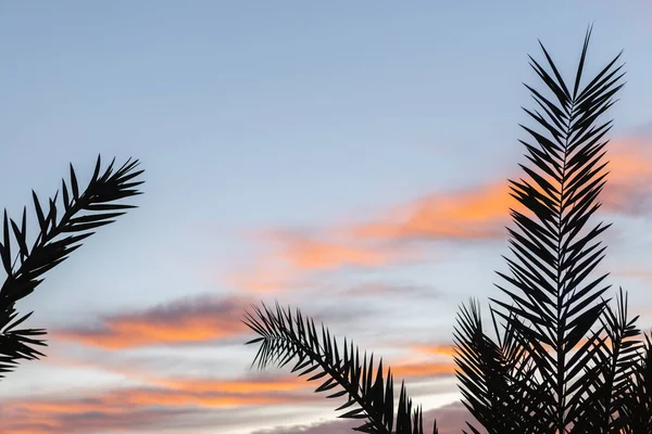 Palm Takken Tegen Zonsondergang Lucht — Stockfoto