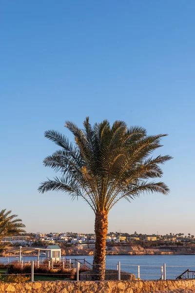 在海边的棕榈树 — 图库照片