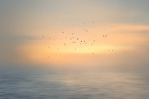 Aves Migratorias Sobre Mar —  Fotos de Stock