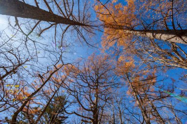 Kamikochi Japonya, Azusagawa Nehri ve Larch ağaçları, Kuzey Japonya 'daki Kamikochi Ulusal Parkı.