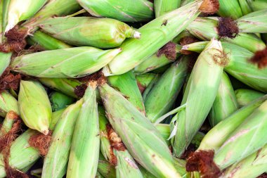 Koçanların üzerinde taze mısır, yakın plan.