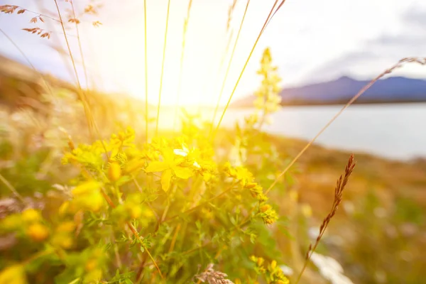 背景の夕日に咲く花の畑 — ストック写真
