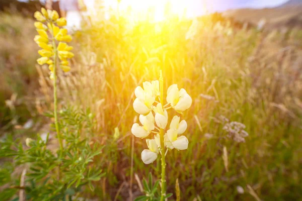 Gebied Van Bloeiende Bloemen Een Achtergrond Zonsondergang — Stockfoto