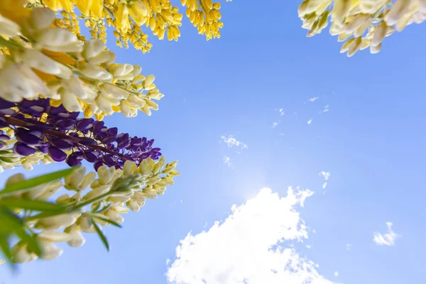 Lupinus Veld Met Roze Gele Bloemen Zonnige Dag Een Veld — Stockfoto