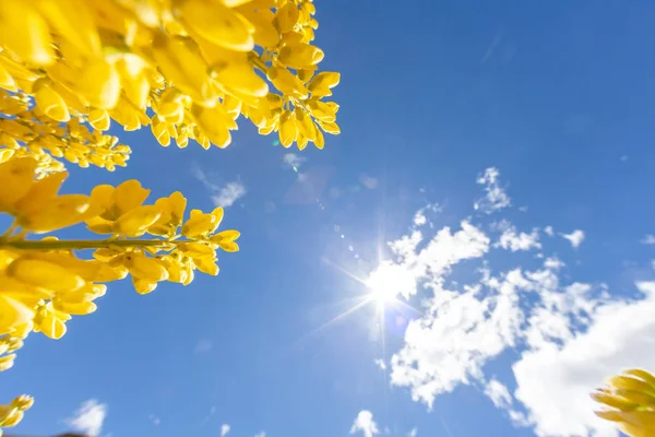 Lupinus Feld Mit Rosa Gelben Blüten Sonnigen Tagen Ein Feld — Stockfoto