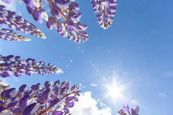 Lupinus Veld Met Roze Gele Bloemen Zonnige Dag Een Veld — Stockfoto